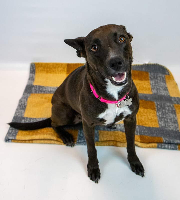 Enlarge Bianca, a ADOPTABLE mixed breed in Kennesaw, GA image 2/6