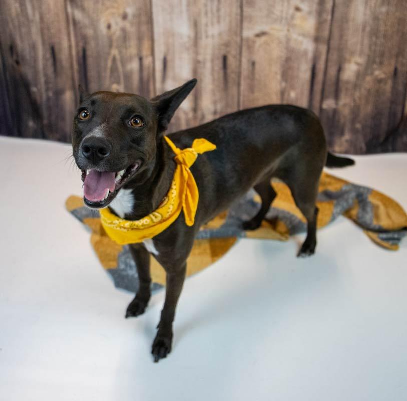 Enlarge Bianca, a ADOPTABLE mixed breed in Kennesaw, GA image 5/6
