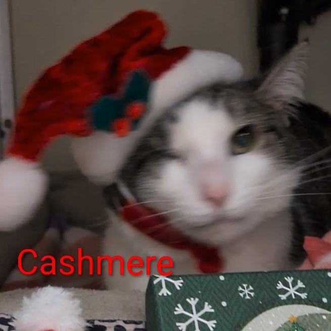 Cashmere, Adoptable, Adult Female Domestic Short Hair.
