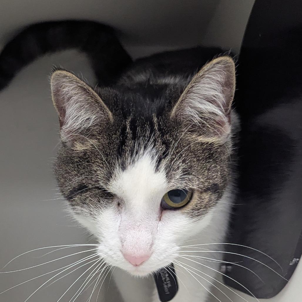 Enlarge Cashmere, a Adoptable Domestic Short Hair in Jeffersonville, IN image 2/2