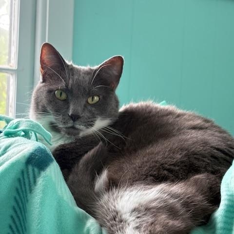 Amber, Adoptable, Adult Female Domestic Short Hair.