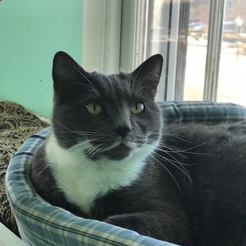 Amber, a Adoptable Domestic Short Hair in Fairfax, VA image 5/6