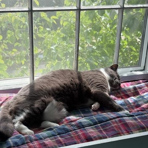 Amber, a Adoptable Domestic Short Hair in Fairfax, VA image 3/6