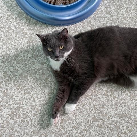 Amber, a Adoptable Domestic Short Hair in Fairfax, VA image 4/6