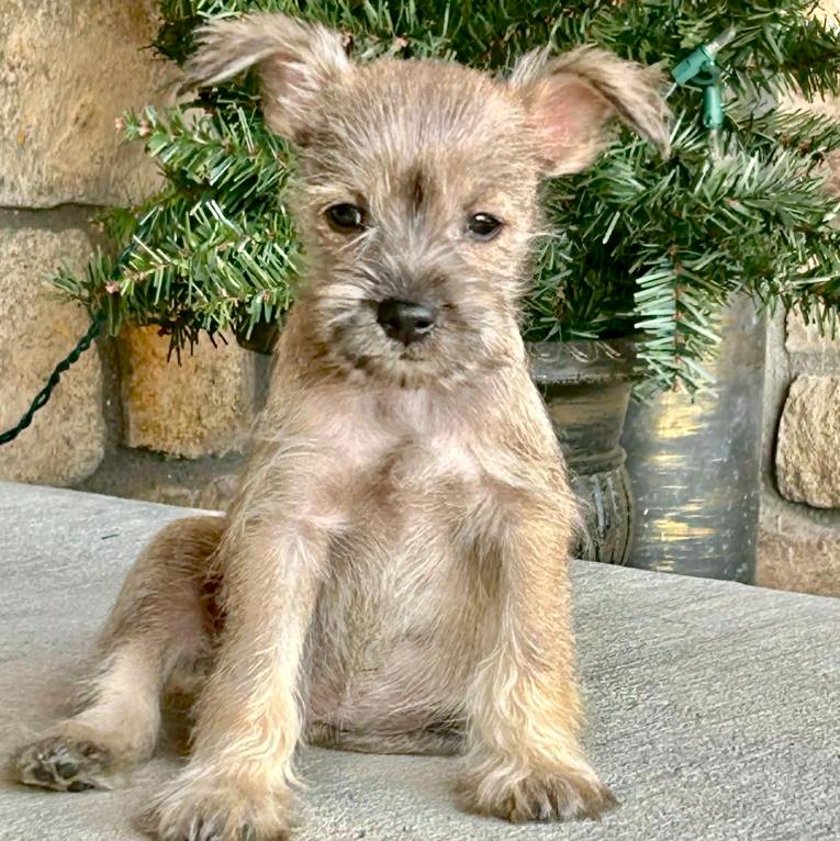 Greg, adopted, Puppy Male Chihuahua & Yorkshire Terrier.