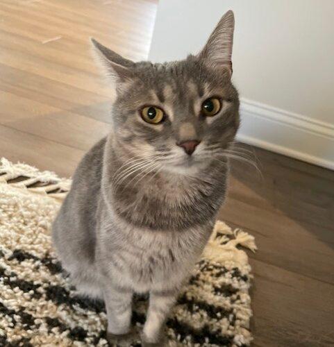 Minnie, Adoptable, Adult Female Domestic Short Hair.