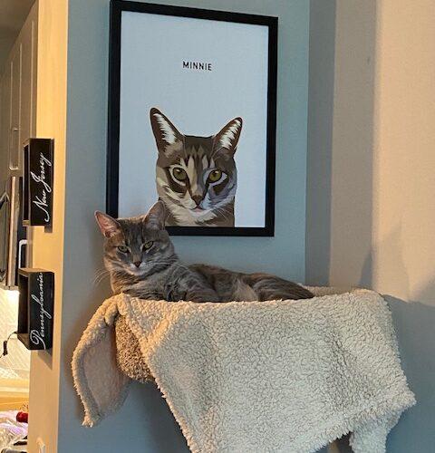 Enlarge Minnie, a Adoptable Domestic Short Hair in Gaithersburg, MD image 2/6