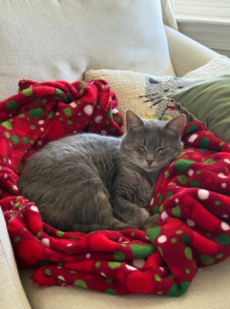 Enlarge Minnie, a Adoptable Domestic Short Hair in Gaithersburg, MD image 2/6