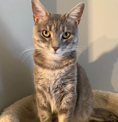 Enlarge Minnie, a Adoptable Domestic Short Hair in Gaithersburg, MD image 5/6