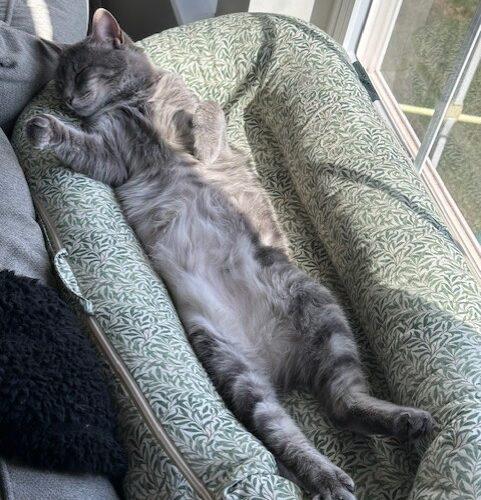 Enlarge Minnie, a Adoptable Domestic Short Hair in Gaithersburg, MD image 4/5