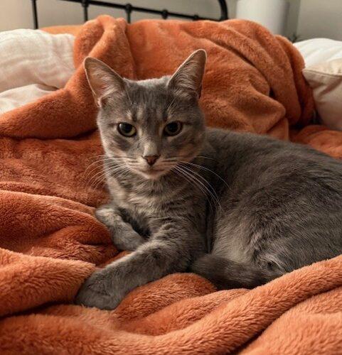 Enlarge Minnie, a Adoptable Domestic Short Hair in Gaithersburg, MD image 5/5