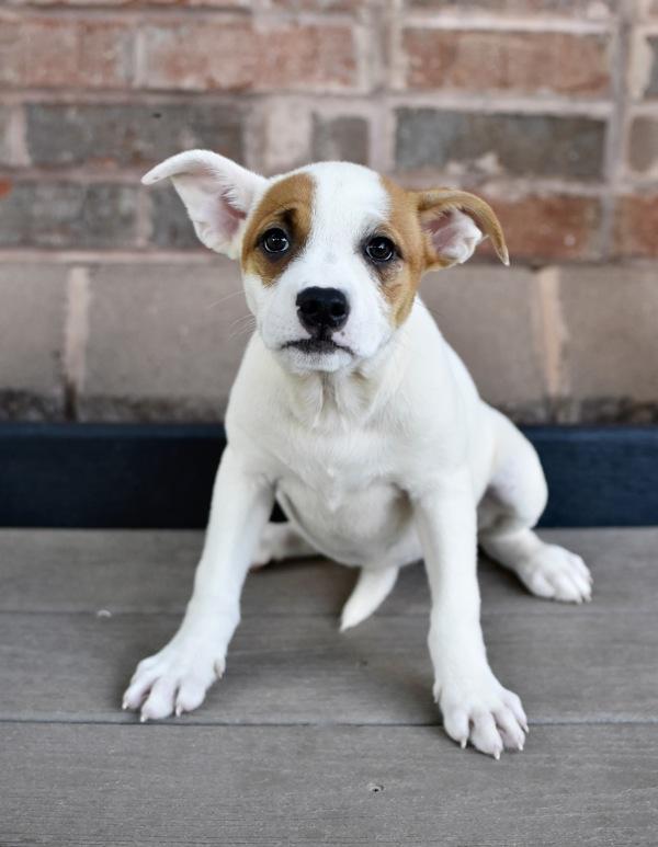 Leia, a Adoptable mixed breed in Canton, GA image 2/2