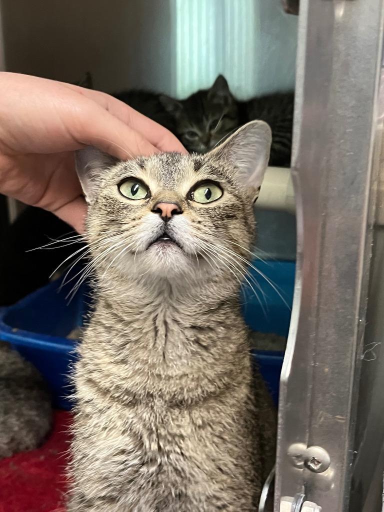 Halsey, Adoptable, Adult Female Domestic Short Hair.