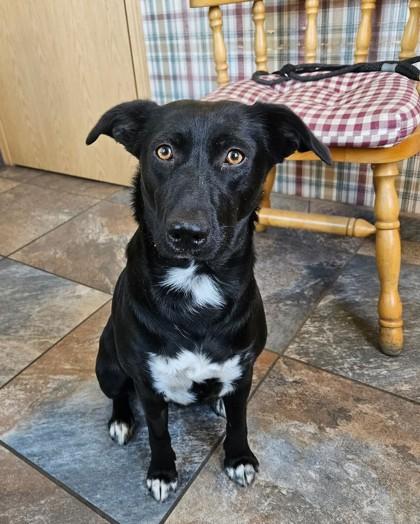 Cinder, Adoptable, Puppy Female Labrador Retriever & Mixed Breed.