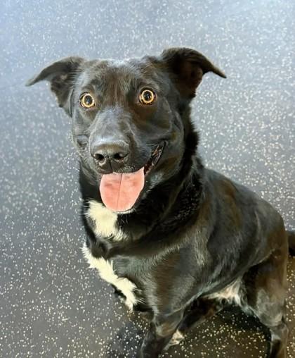 Enlarge Cinder, a Adoptable mixed breed in Portola, CA image 2/3