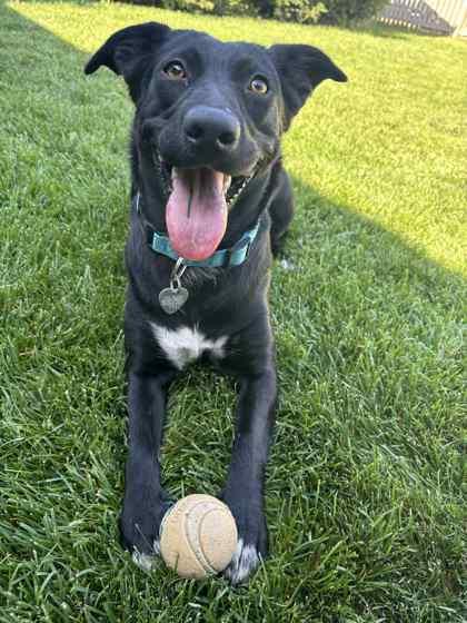 Enlarge Cinder, a Adoptable mixed breed in Portola, CA image 3/3