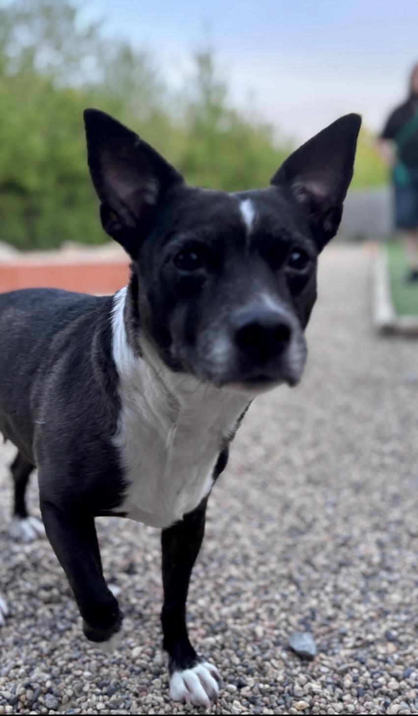 Jelly Bean, a ADOPTABLE mixed breed in Faribault, MN image 3/3