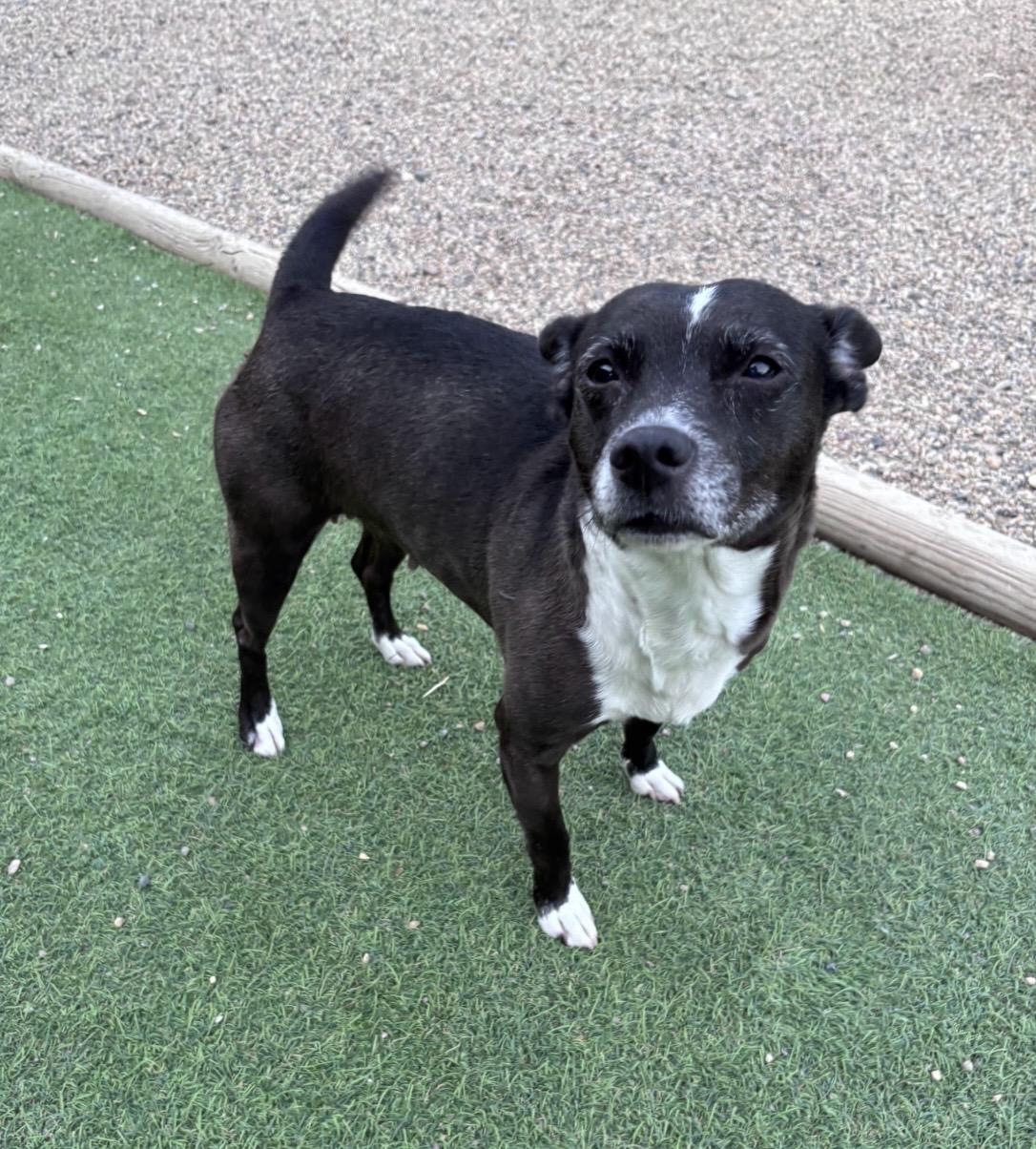 Jelly Bean, a ADOPTABLE mixed breed in Faribault, MN image 2/3