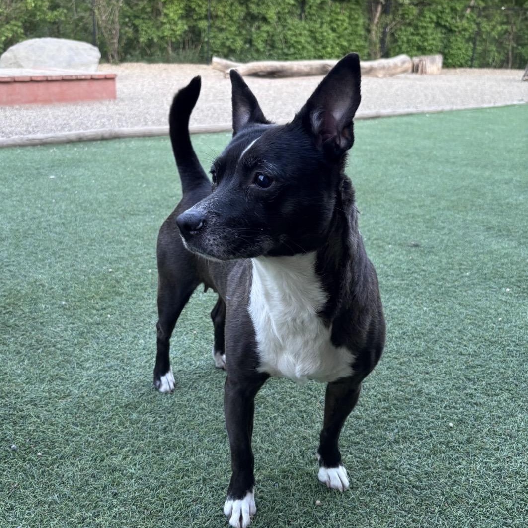 Jelly Bean, ADOPTABLE, Adult Female Mixed Breed.