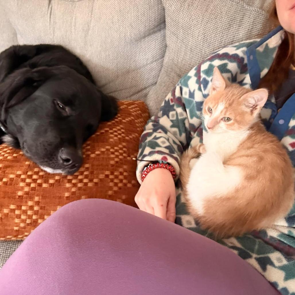 Enlarge Calvin, a Adoptable Domestic Short Hair in Jarrettsville, MD image 1/6