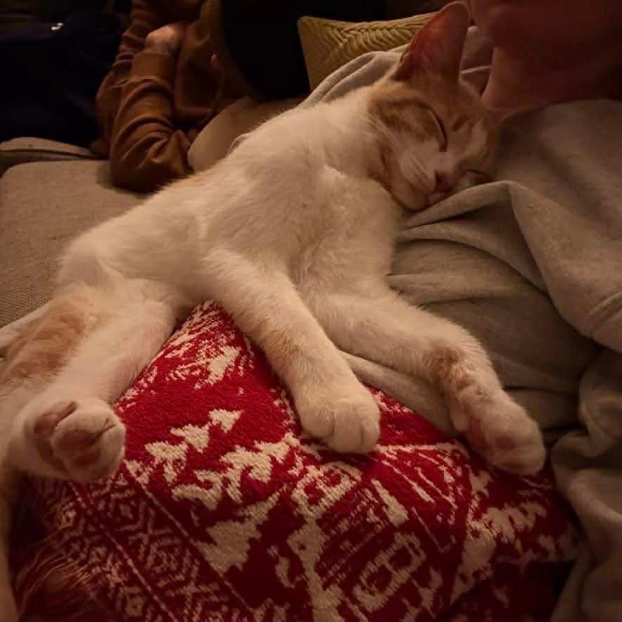 Enlarge Calvin, a Adoptable Domestic Short Hair in Jarrettsville, MD image 2/6