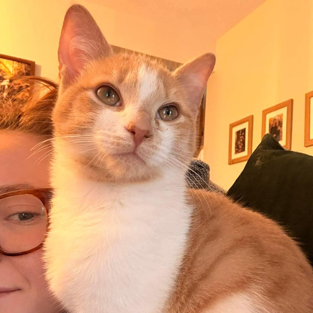 Enlarge Calvin, a Adoptable Domestic Short Hair in Jarrettsville, MD image 3/6