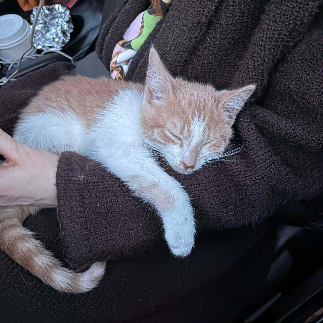 Enlarge Calvin, a Adoptable Domestic Short Hair in Jarrettsville, MD image 4/6