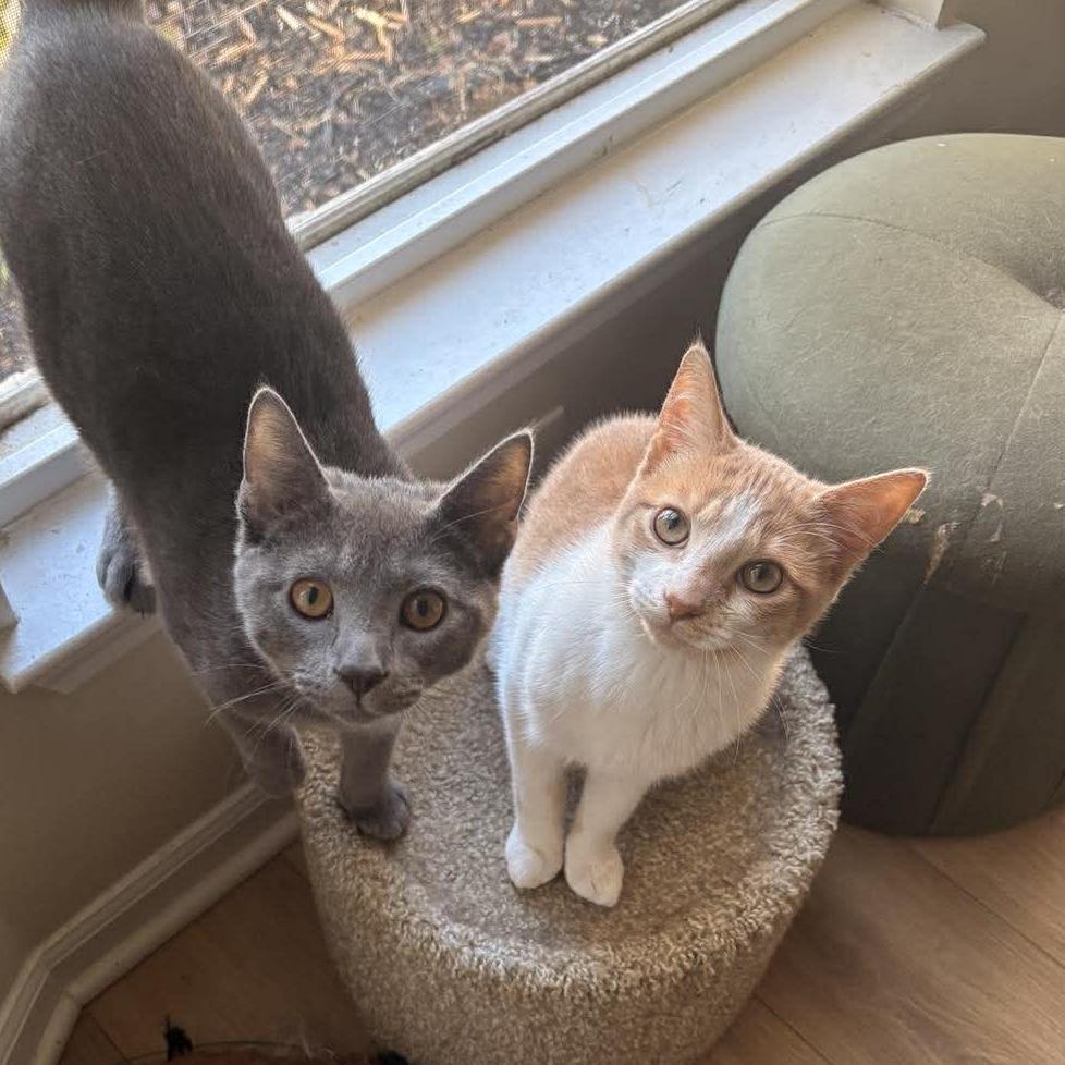 Enlarge Calvin, a Adoptable Domestic Short Hair in Jarrettsville, MD image 5/6