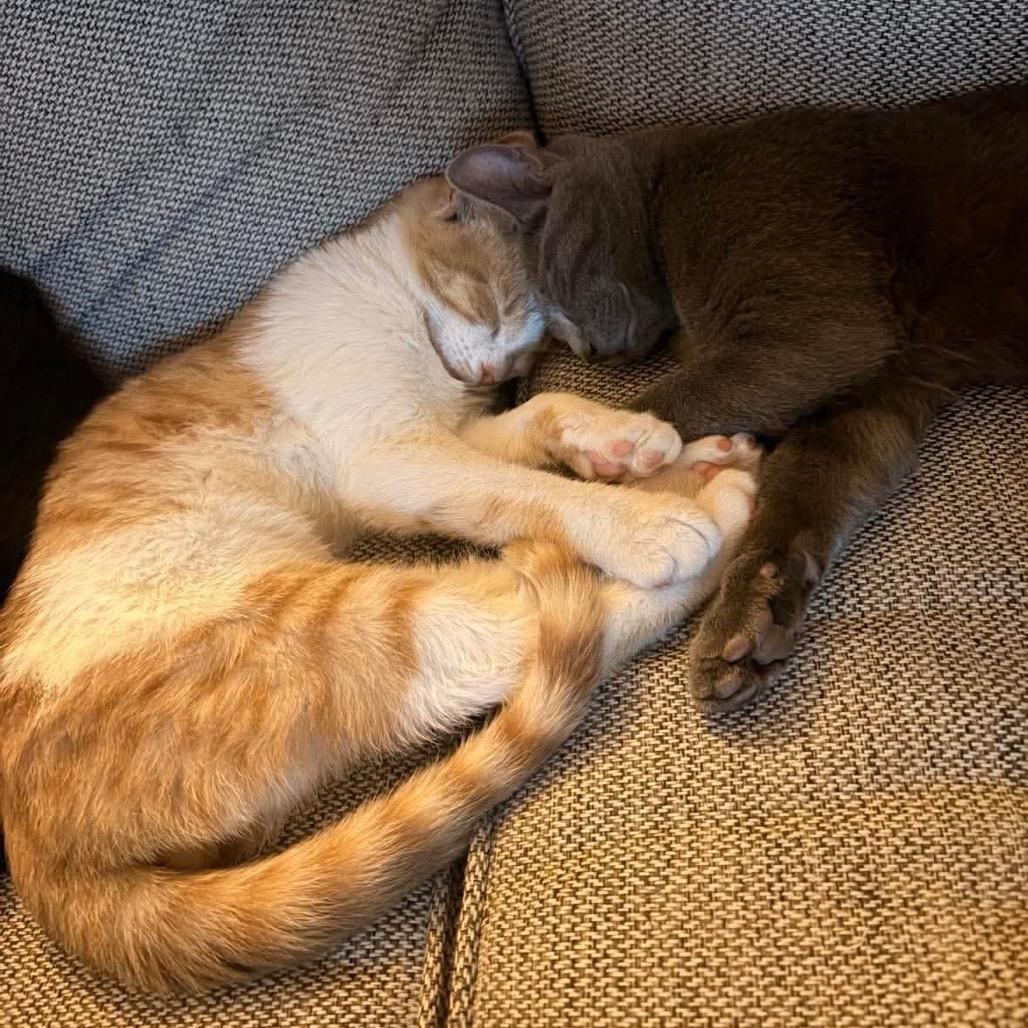 Enlarge Calvin, a Adoptable Domestic Short Hair in Jarrettsville, MD image 6/6