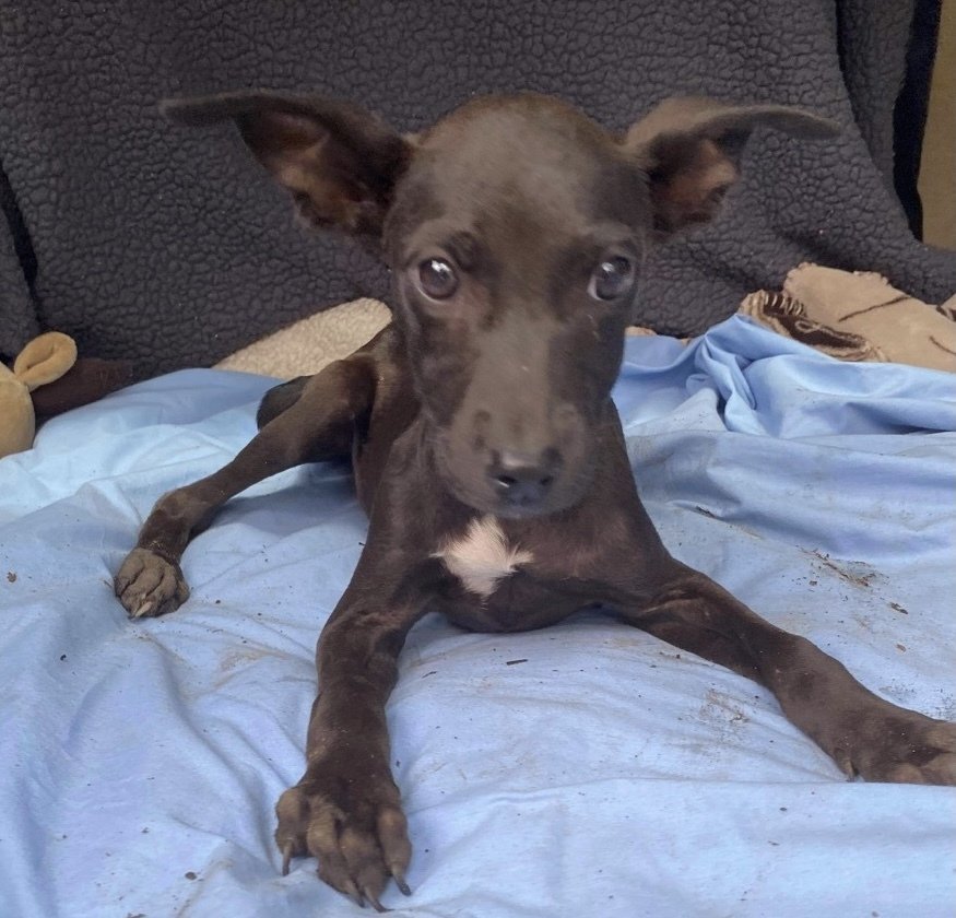 Brandy, Adoptable, Puppy Female Terrier.