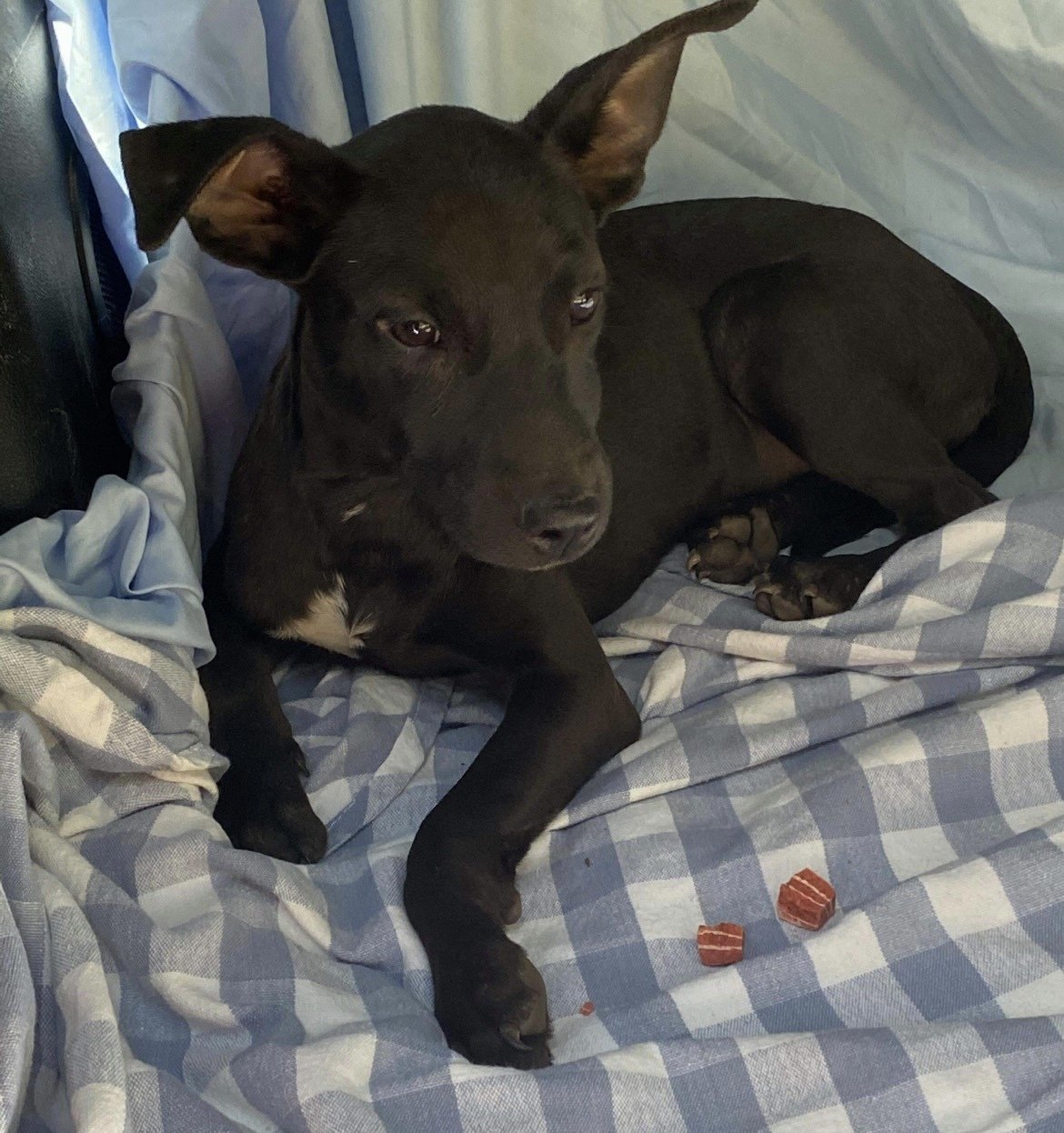 Brandy, a Adoptable mixed breed in Grand Bay, AL image 2/6