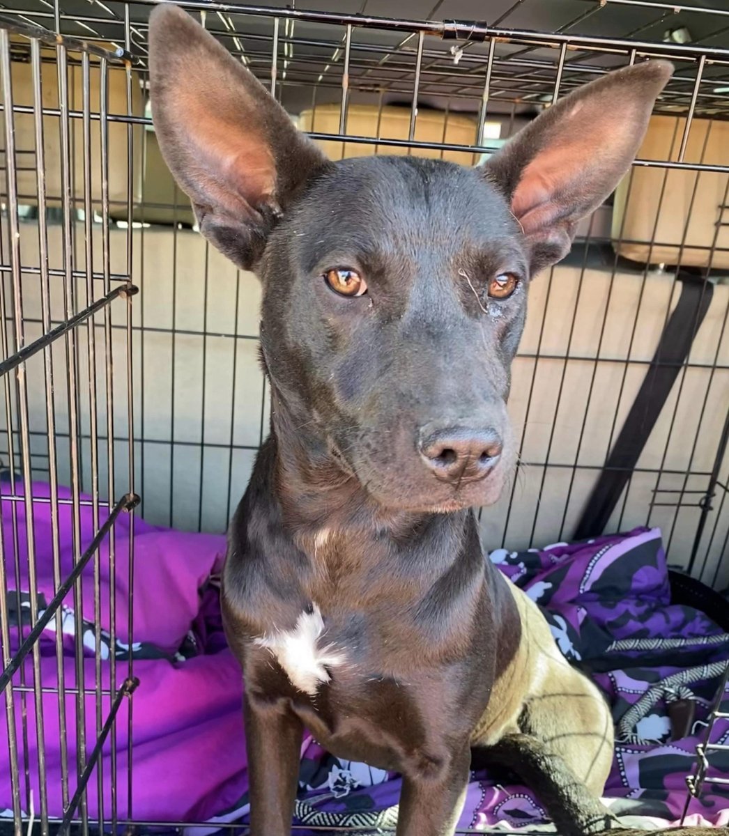 Brandy, a Adoptable mixed breed in Grand Bay, AL image 3/6