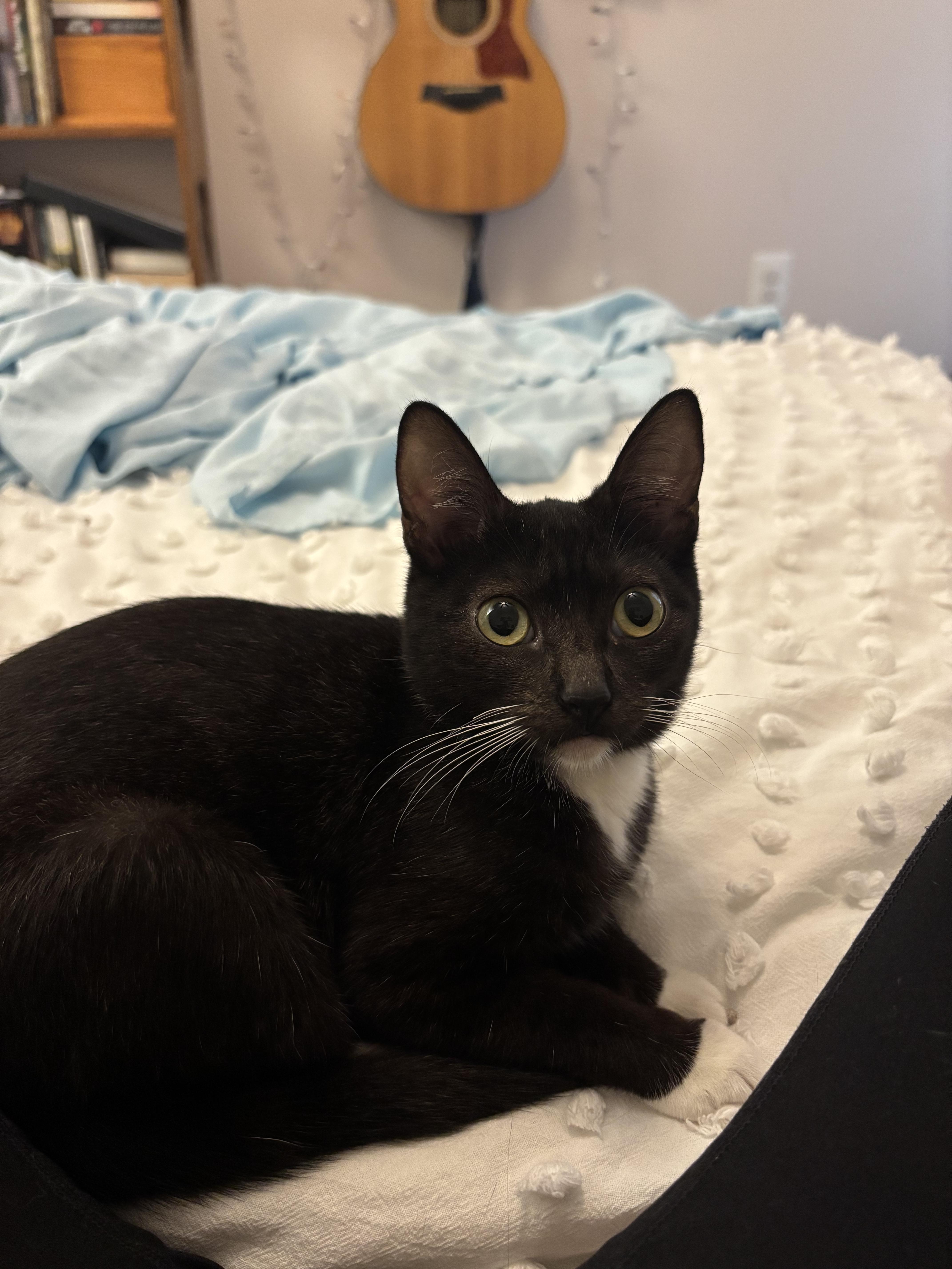 Enlarge Ducky, a Adoptable Domestic Short Hair in Woodbine, MD image 6/6