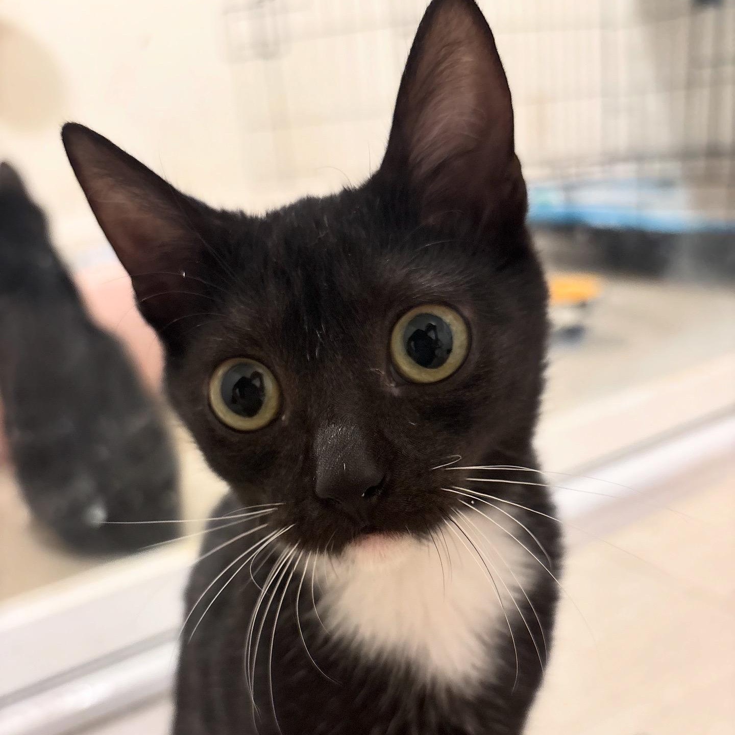 Enlarge Ducky, a Adoptable Domestic Short Hair in Woodbine, MD image 3/6