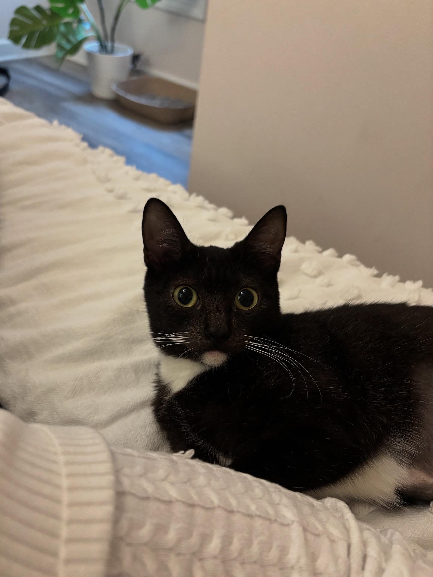 Enlarge Ducky, a Adoptable Domestic Short Hair in Woodbine, MD image 5/6