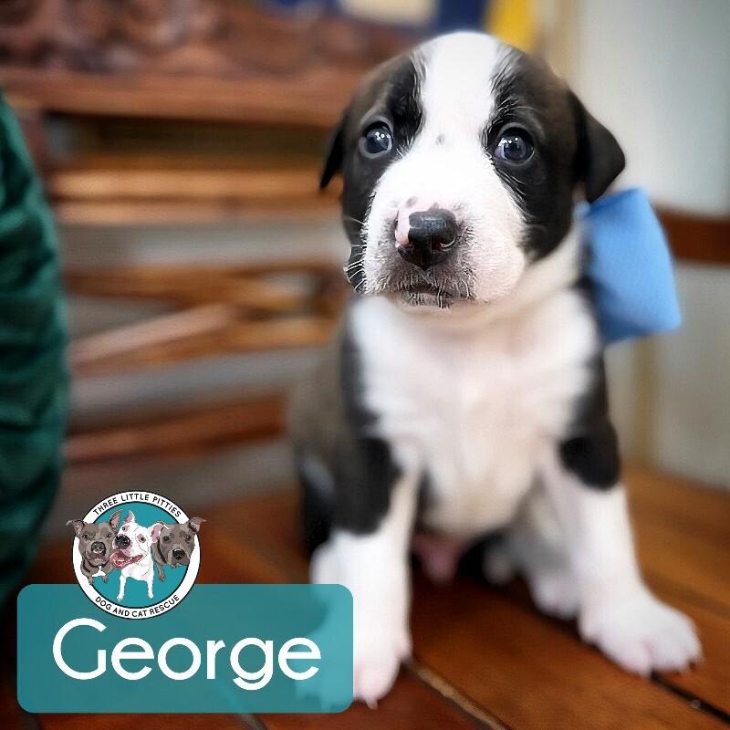 George Washington Bridge, Adoptable, Puppy Male Pit Bull Terrier & American Bully.