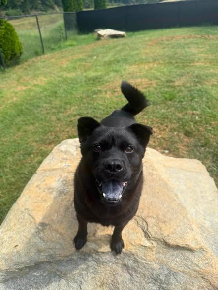 Ada, Adoptable, Young Female Chow Chow & Mixed Breed.