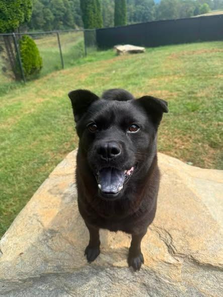 Enlarge Ada, a Adoptable mixed breed in Burnsville, NC image 2/5