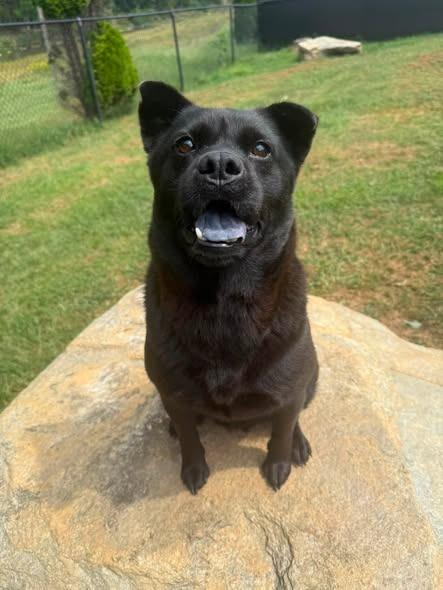 Enlarge Ada, a Adoptable mixed breed in Burnsville, NC image 3/5