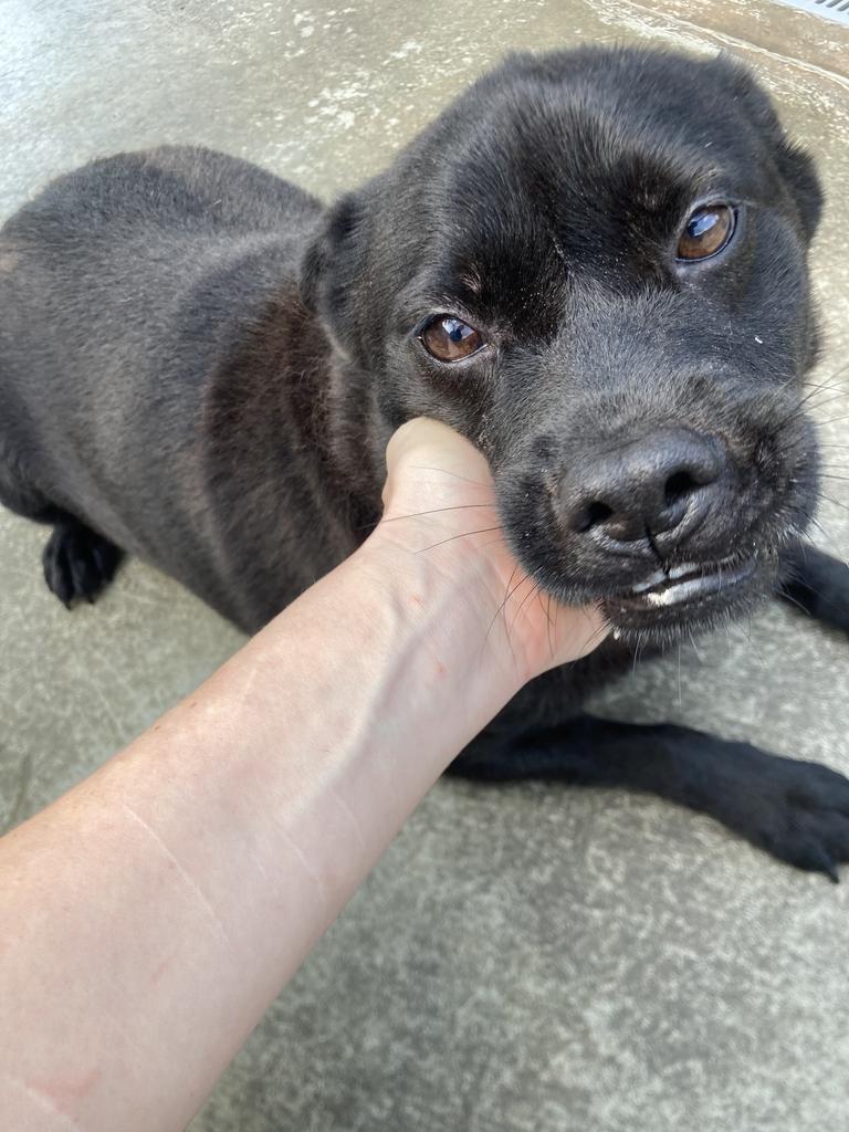 Enlarge Ada, a Adoptable mixed breed in Burnsville, NC image 4/5