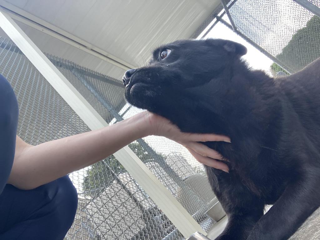 Enlarge Ada, a Adoptable mixed breed in Burnsville, NC image 5/5