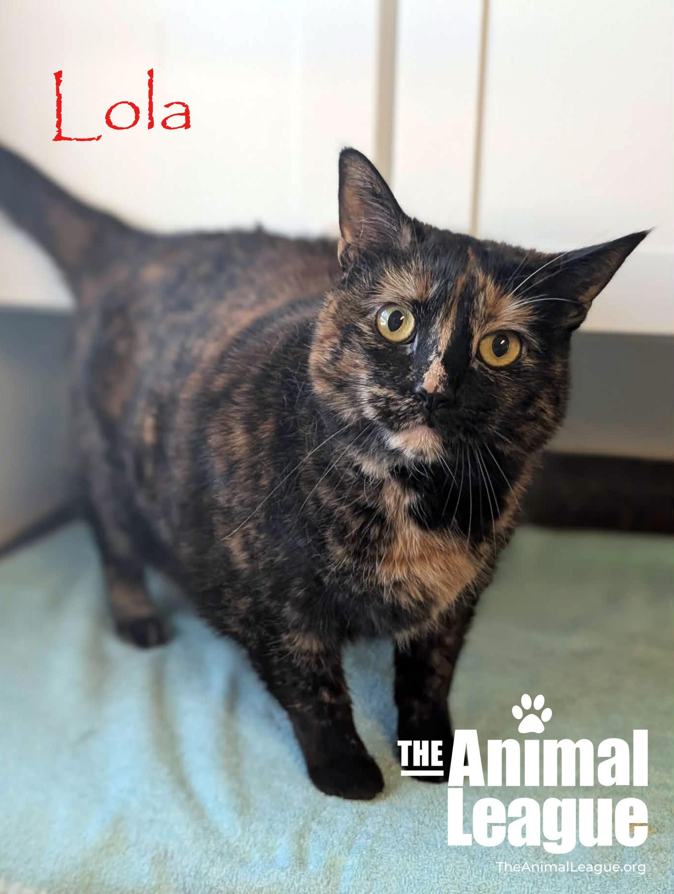 Enlarge Lola, a ADOPTABLE Tortoiseshell in Clermont, FL image 3/3