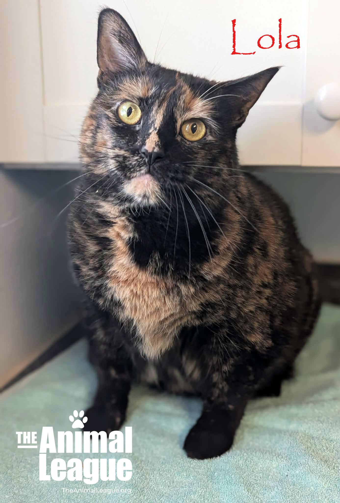 Lola, ADOPTABLE, Adult Female Tortoiseshell.