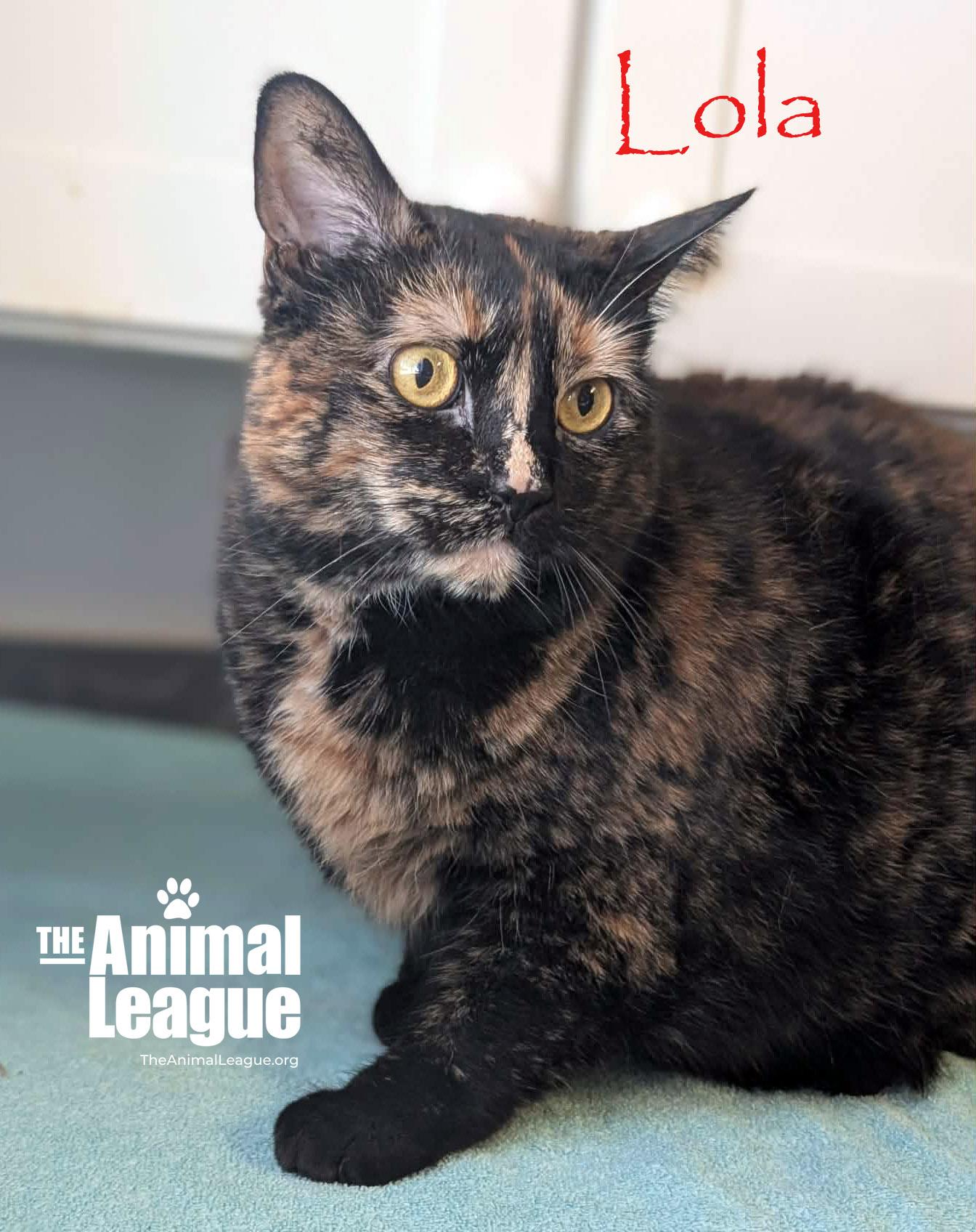Enlarge Lola, a ADOPTABLE Tortoiseshell in Clermont, FL image 2/3