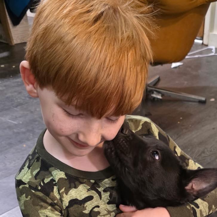 Vincent, Adoptable, Puppy Male Bernese Mountain Dog & Shepherd.