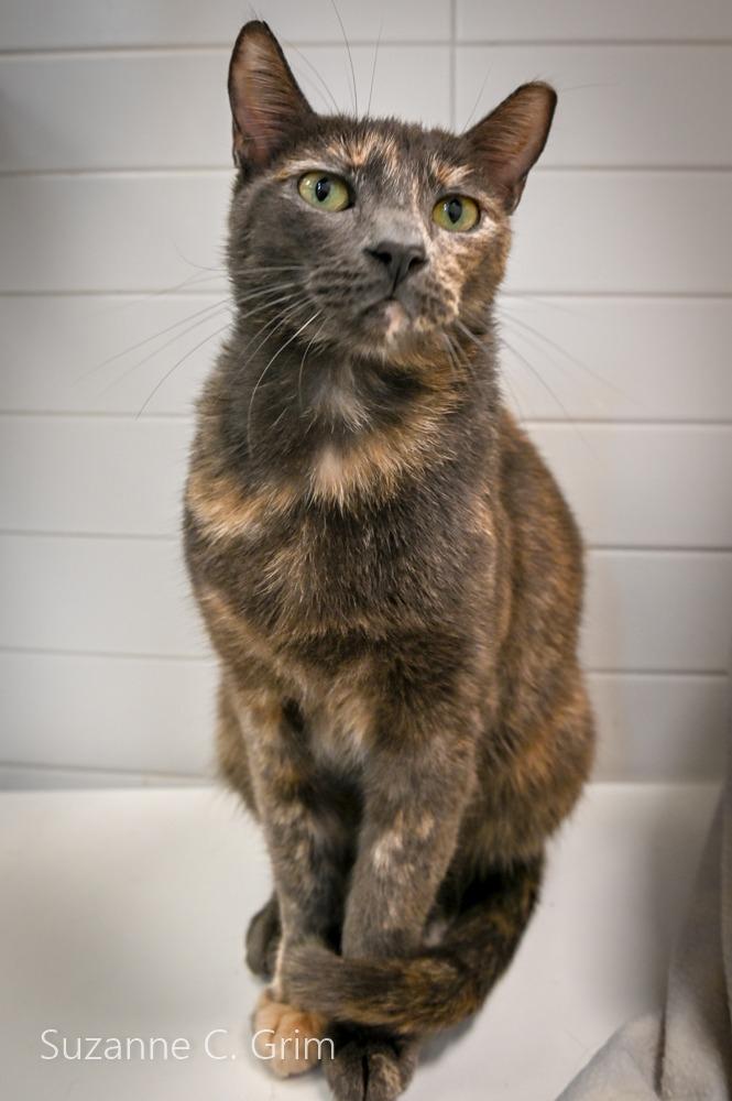 Abby, Adoptable, Young Female Domestic Short Hair.
