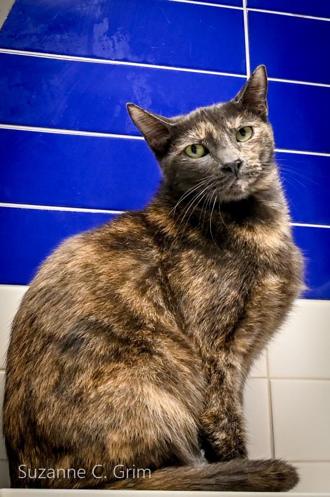 Enlarge Abby, a Adoptable mixed breed in New Orleans, LA image 2/3