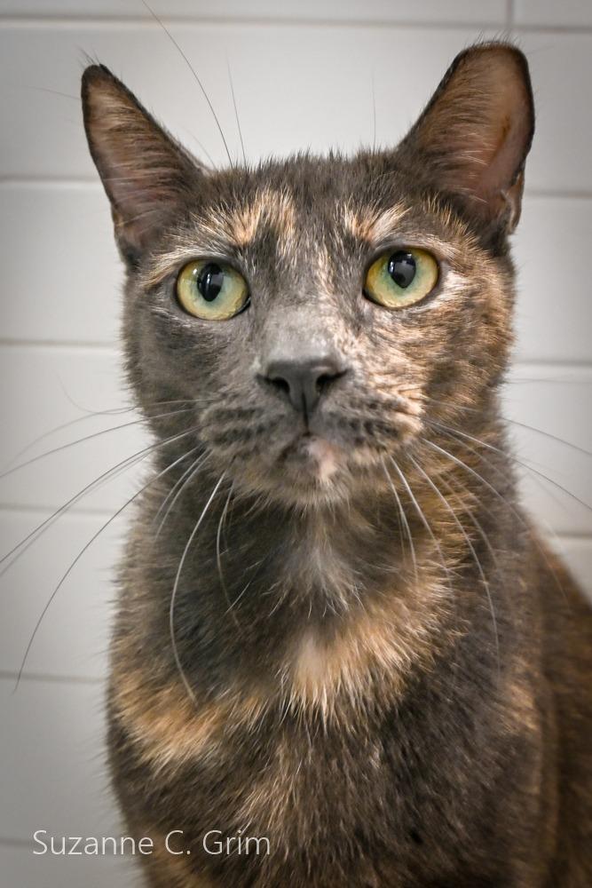 Enlarge Abby, a Adoptable mixed breed in New Orleans, LA image 3/3