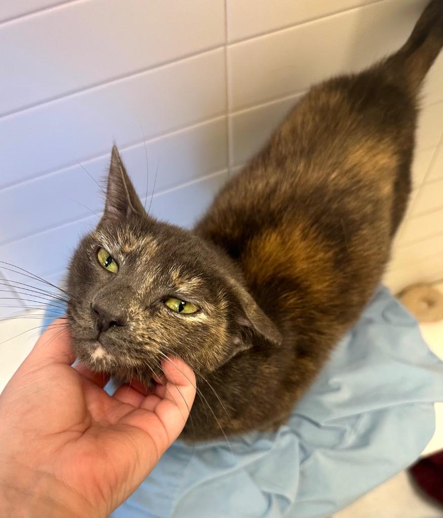 Abby, Adoptable, Young Female Domestic Short Hair.