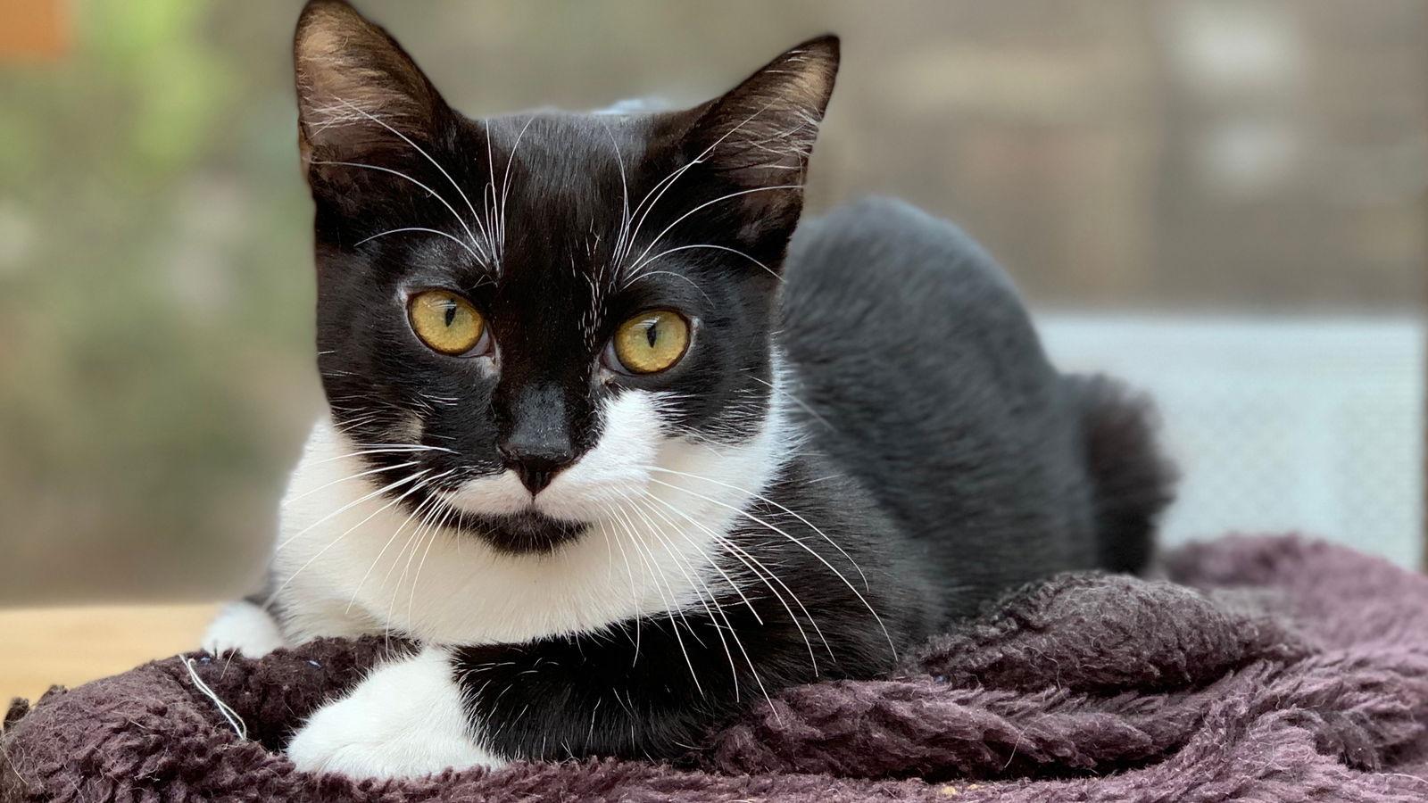 Rufio, a Adoptable Domestic Short Hair in Santa Rosa, CA image 1/3